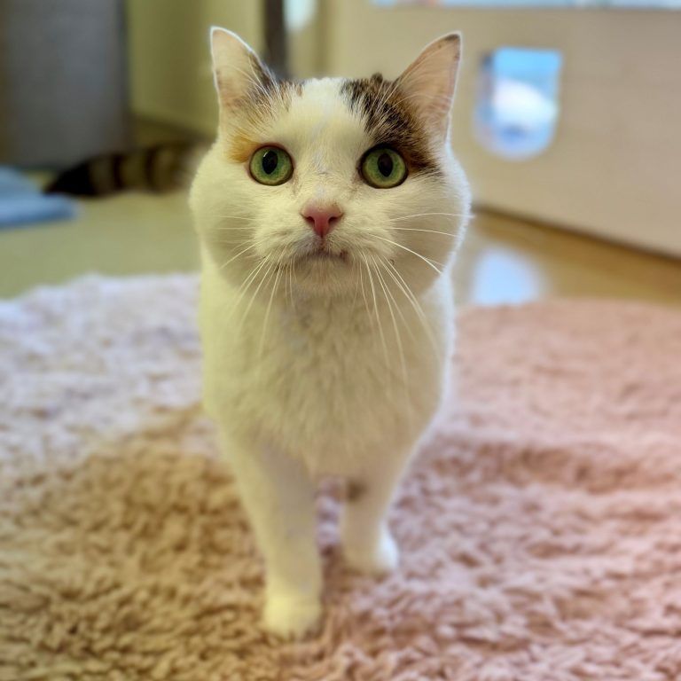 Tierecke, Tierschutzheim