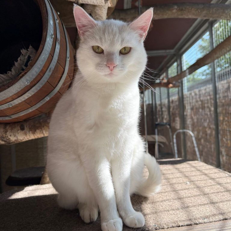 Tierecke, Tierschutzheim