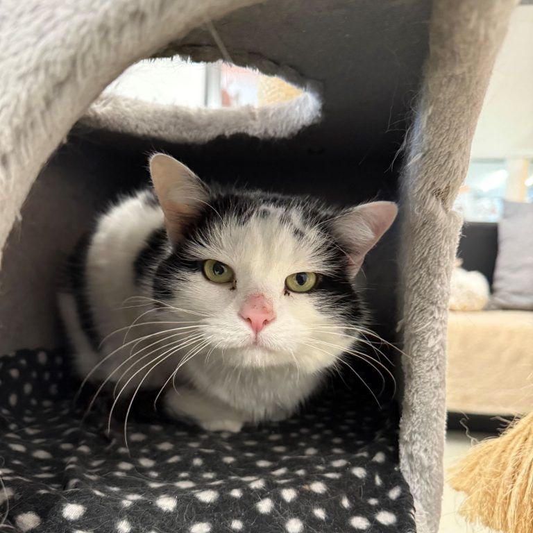 Tierecke, Tierschutzheim