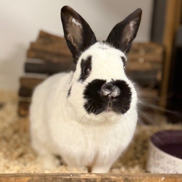 Tierecke, Tierschutzheim