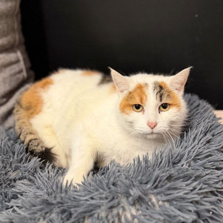 Tierecke, Tierschutzheim