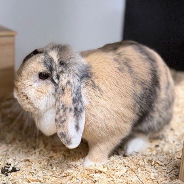 Tierecke, Tierschutzheim