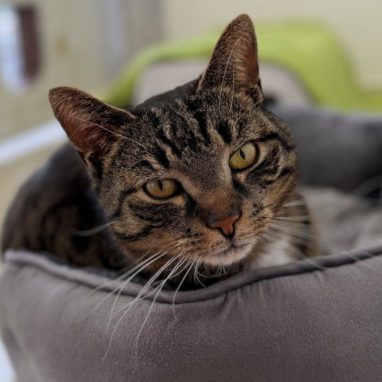 Tierecke, Tierschutzheim