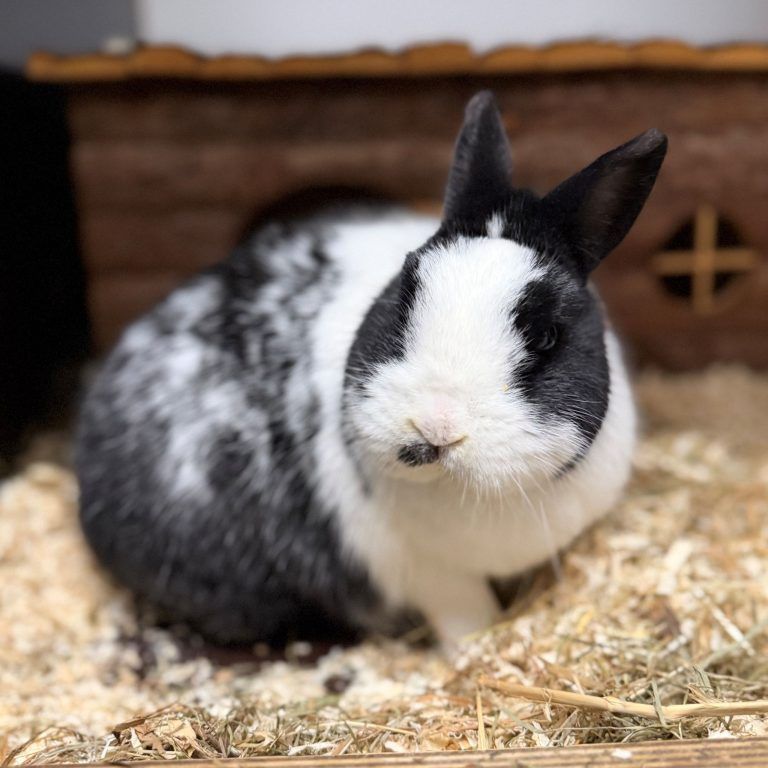 Tierecke, Tierschutzheim