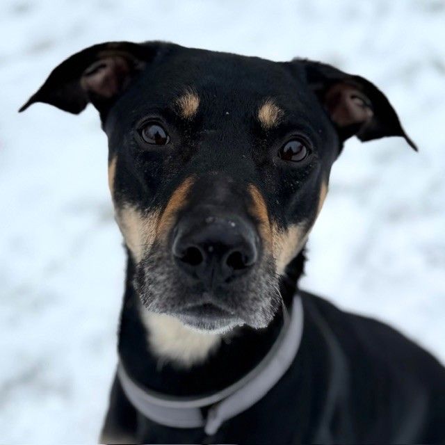 Tierecke, Tierschutzheim