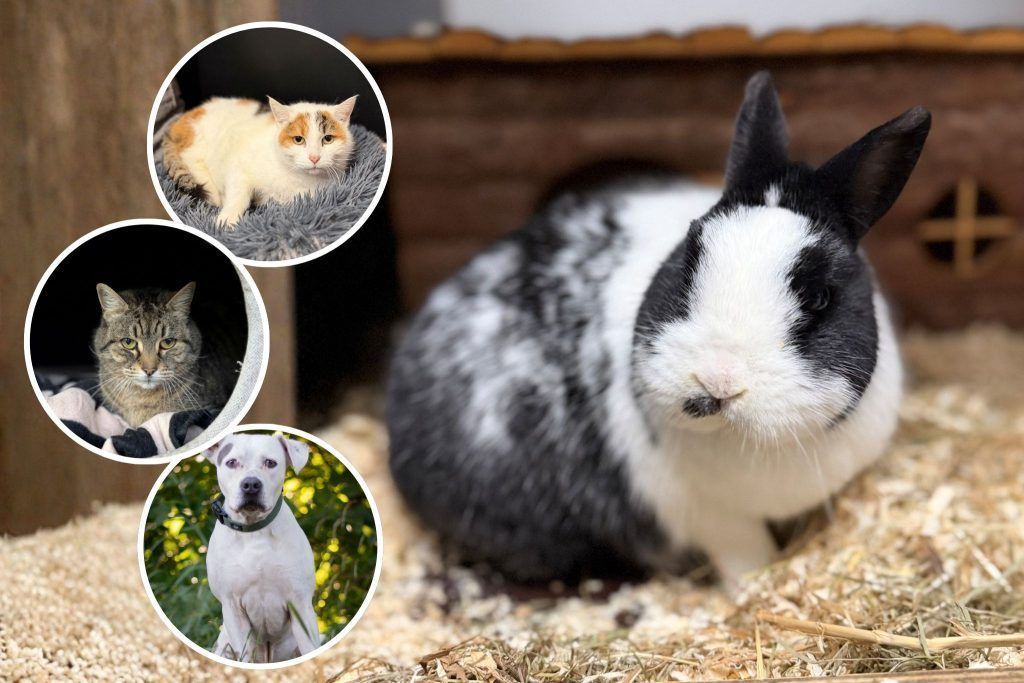 Ein neues Familienmitglied