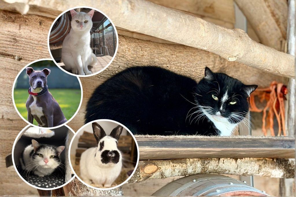 Dein Herz hat noch einen Platz frei?