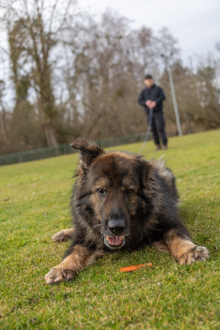 Hündin Kasha aus Höchst: Mit feiner Nase zur Weltmeisterschaft