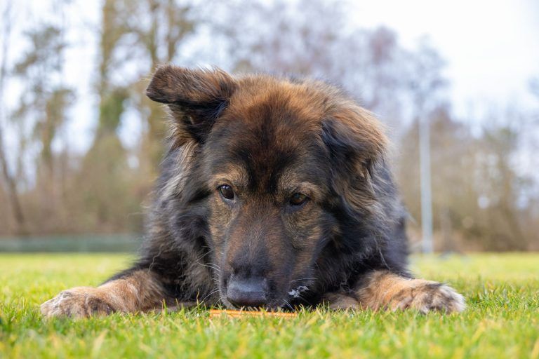 Hündin Kasha aus Höchst: Mit feiner Nase zur Weltmeisterschaft