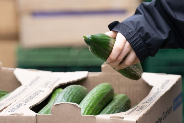 Hohe Gurkenpreise sorgen für Unmut in Russland