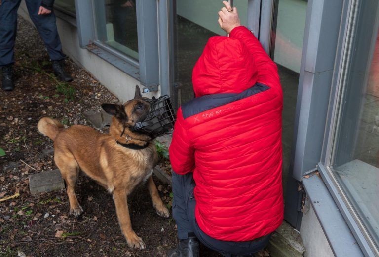 Wie Schäferhund Oskar Verbrecher aufspürt