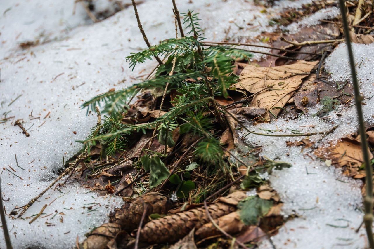 TBC-Seuche: Waldverein und Arbeitsgruppe fordern höhere Abschusszahlen