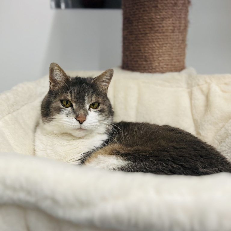 Tierecke, Tierschutzheim