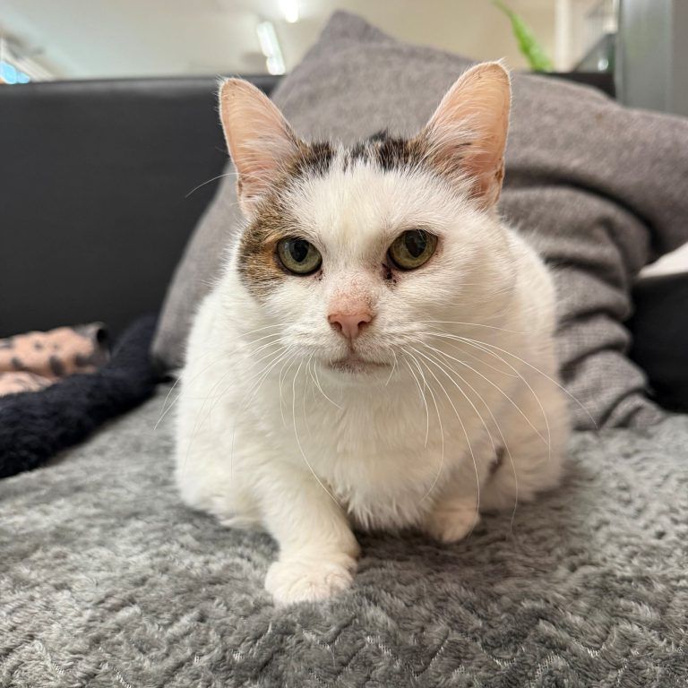 Tierecke, Tierschutzheim