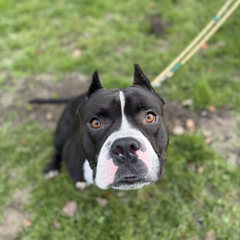 Tierecke, Tierschutzheim