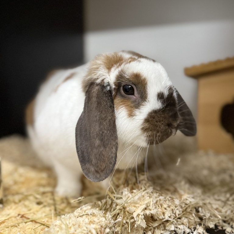 Tierecke, Tierschutzheim