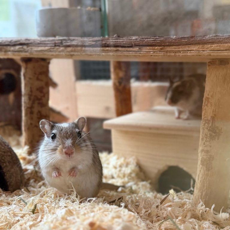 Tierecke, Tierschutzheim