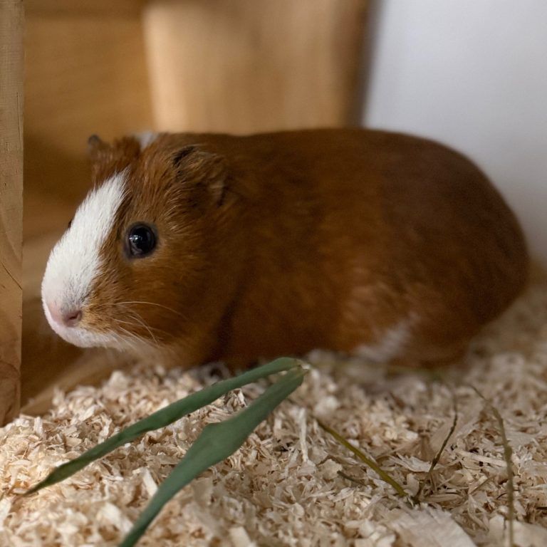 Tierecke, Tierschutzheim