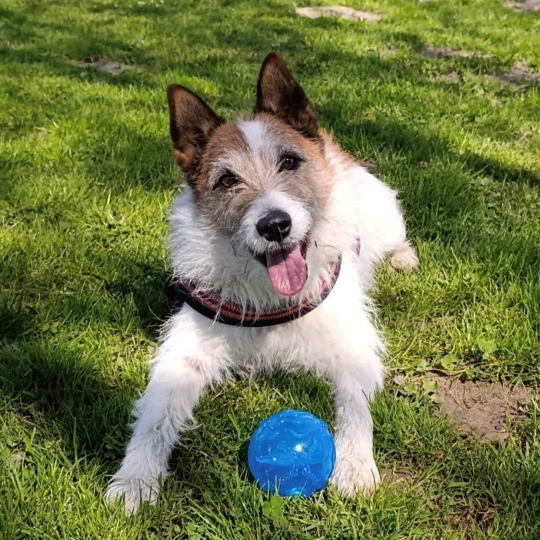 Tierecke, Tierschutzheim