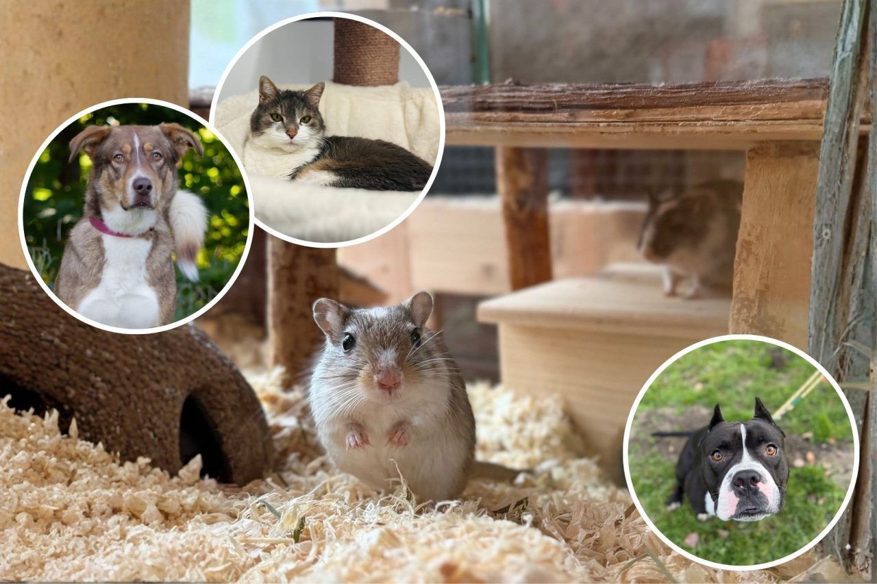 Tiere zur Vermittlung