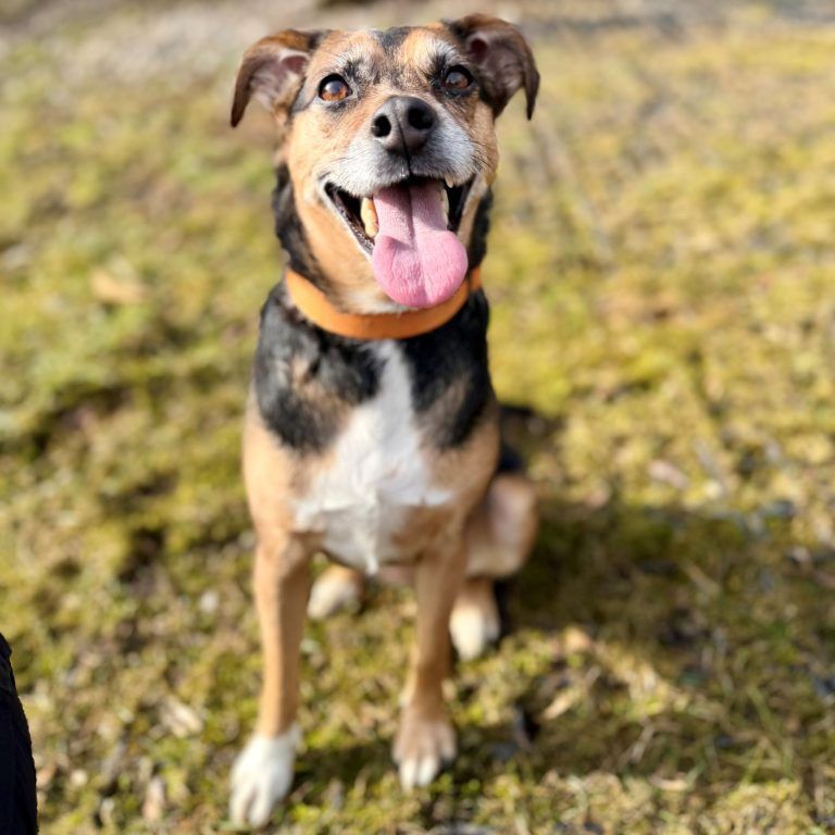 Tierecke, Tierschutzheim