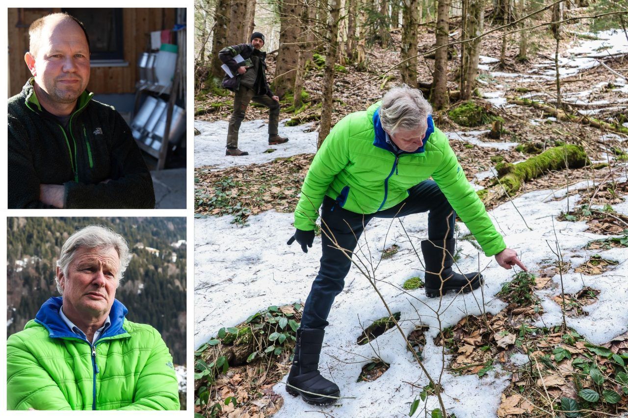 TBC-Seuche: Waldverein und Arbeitsgruppe fordern höhere Abschusszahlen