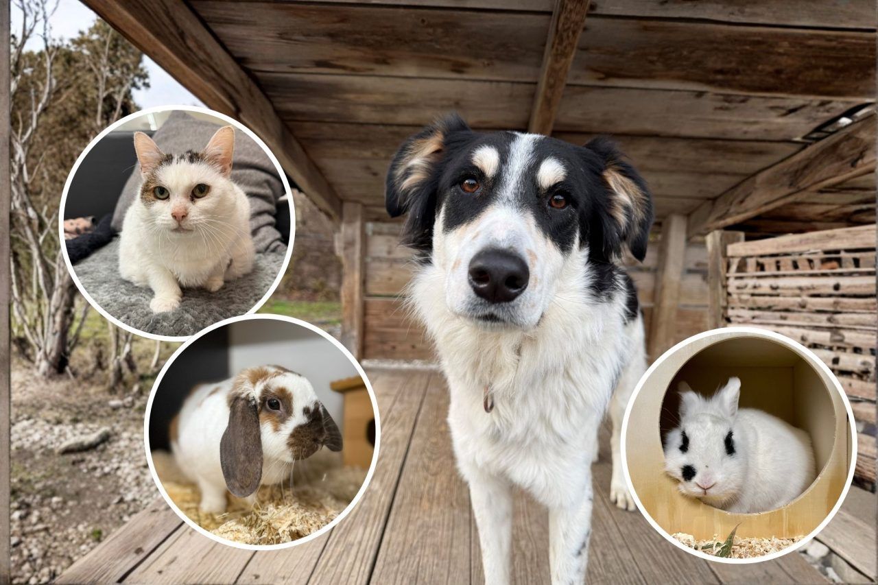 Ein Herz auf vier Pfoten