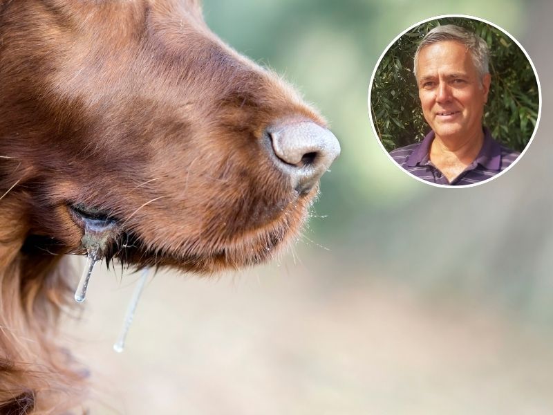 Hund aus Tollwut-Import landete in Vorarlberg