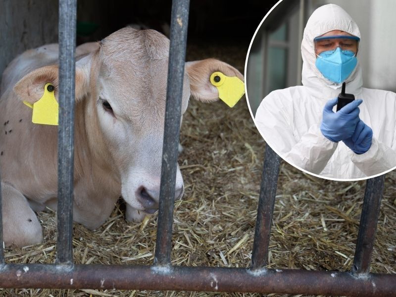 TBC: Bregenzerwälder nach Kontakt mit infiziertem Vieh positiv getestet