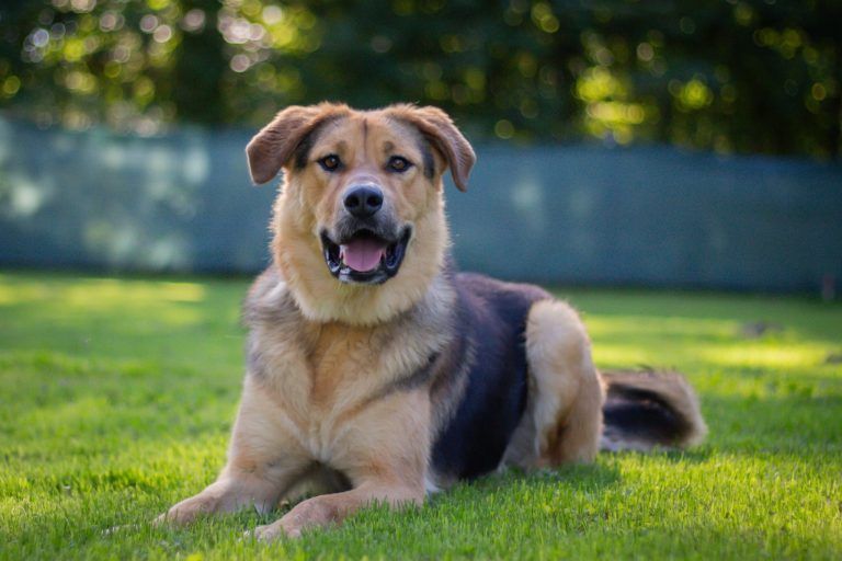 Tierecke, Tierschutzheim