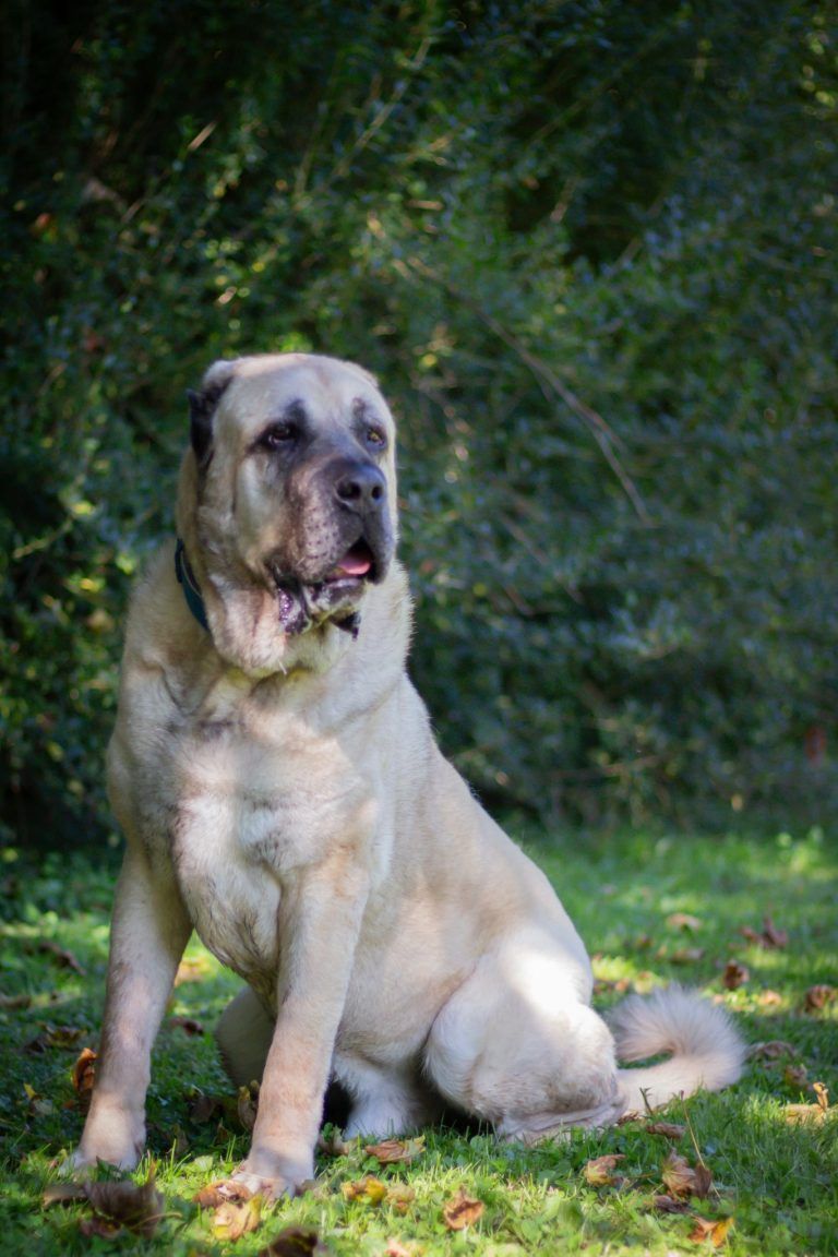 Tierecke, Tierschutzheim