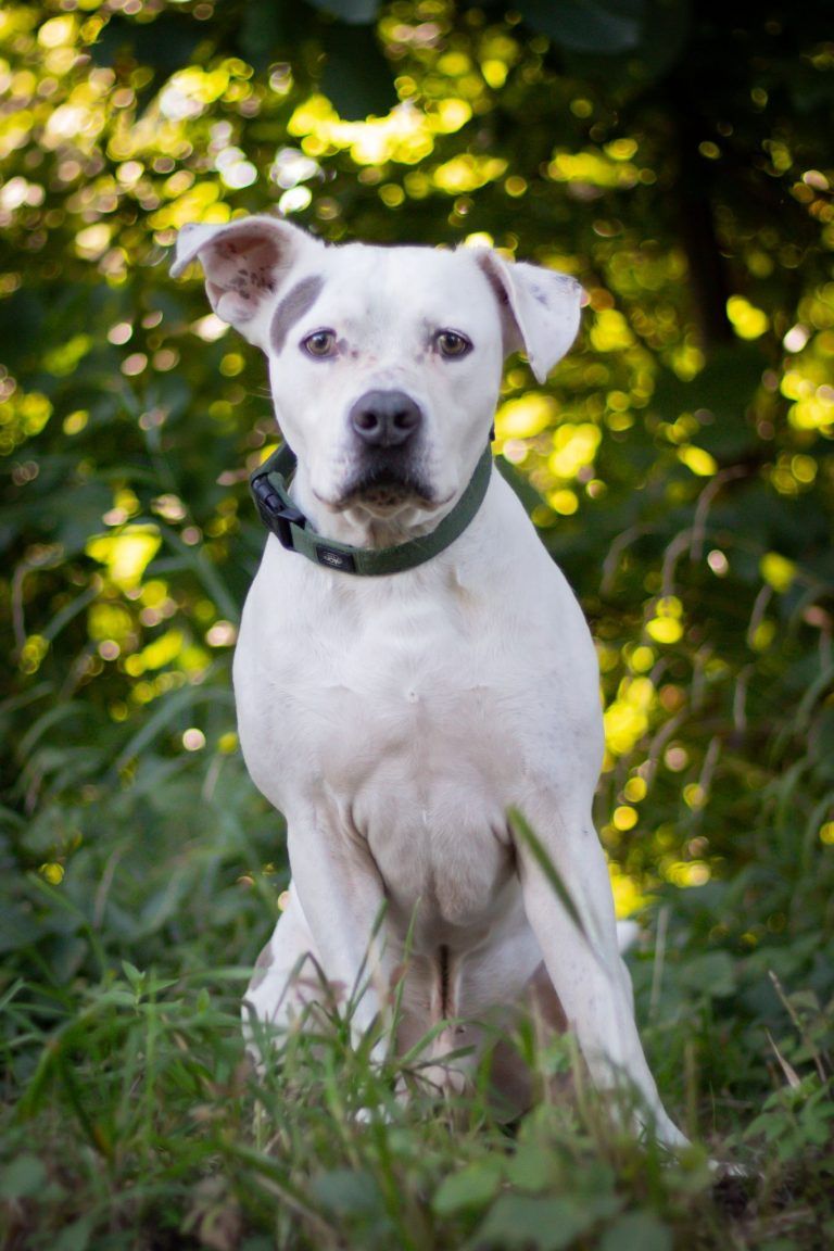 Tierecke, Tierschutzheim