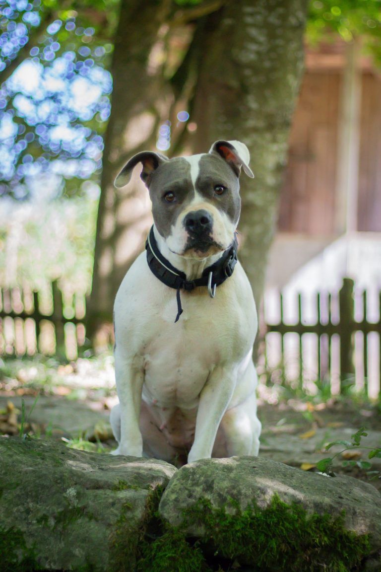 Tierecke, Tierschutzheim