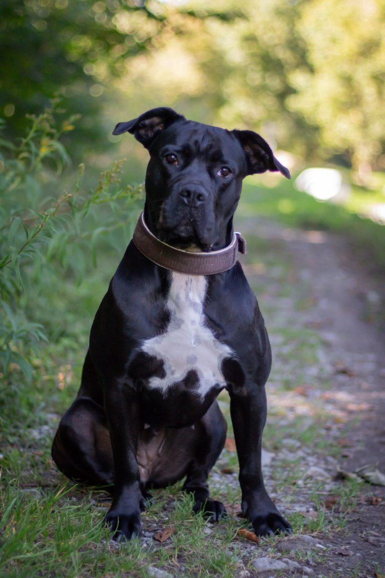 Tierecke, Tierschutzheim