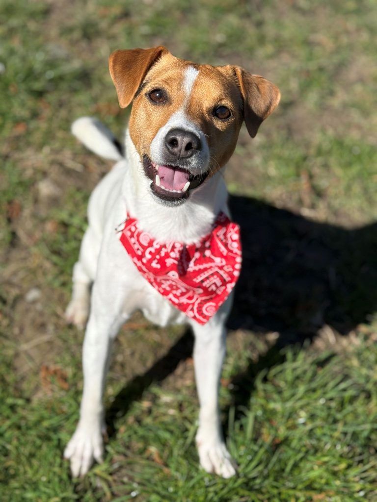 Tierecke, Tierschutzheim