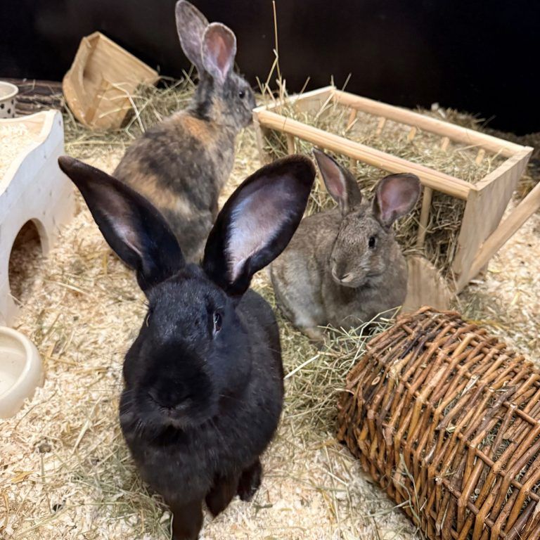 Tierecke, Tierschutzheim