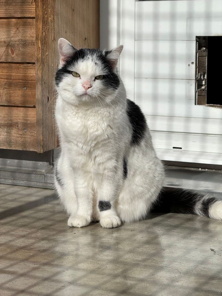 Tierecke, Tierschutzheim