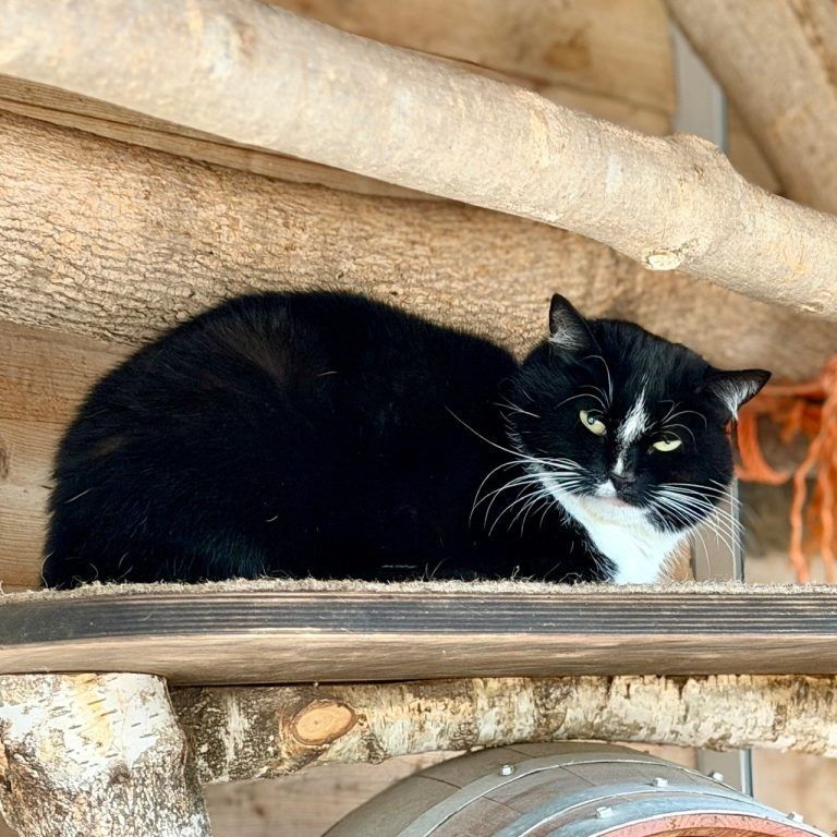 Tierecke, Tierschutzheim