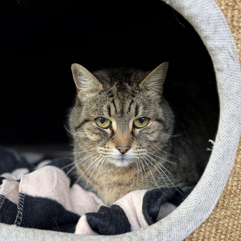 Tierecke, Tierschutzheim