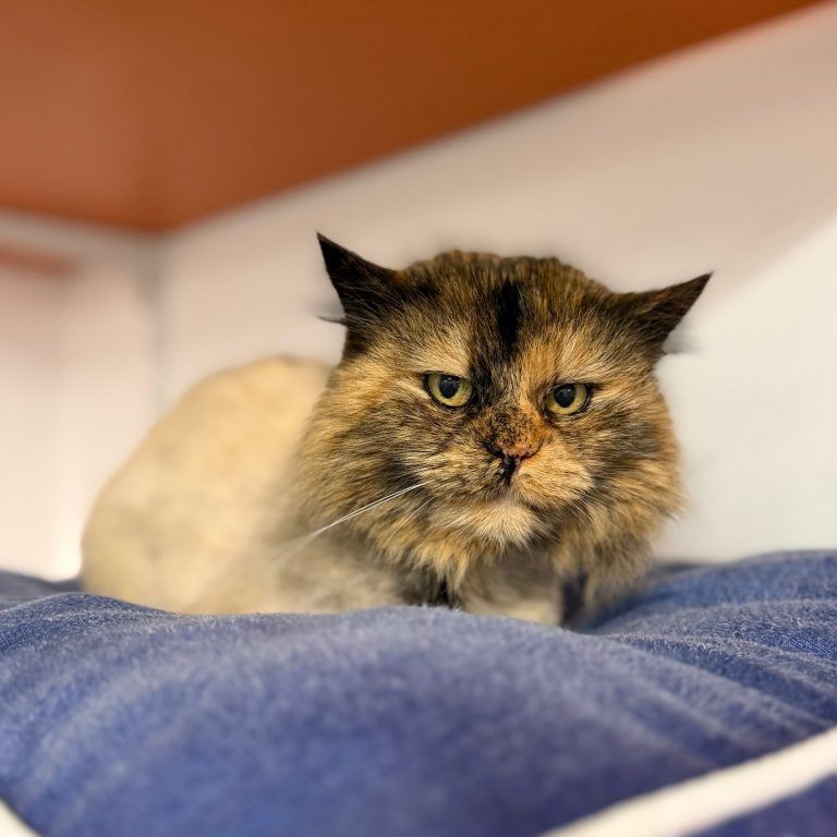 Tierecke, Tierschutzheim