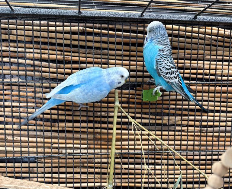 Tierecke, Tierschutzheim