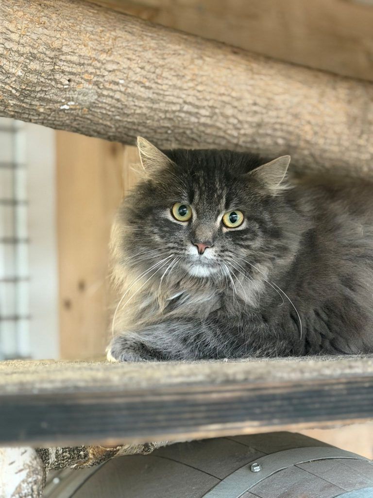 Tierecke, Tierschutzheim