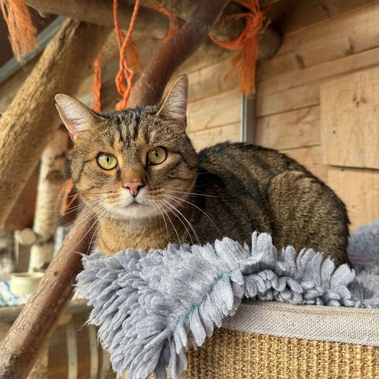 Tierecke, Tierschutzheim