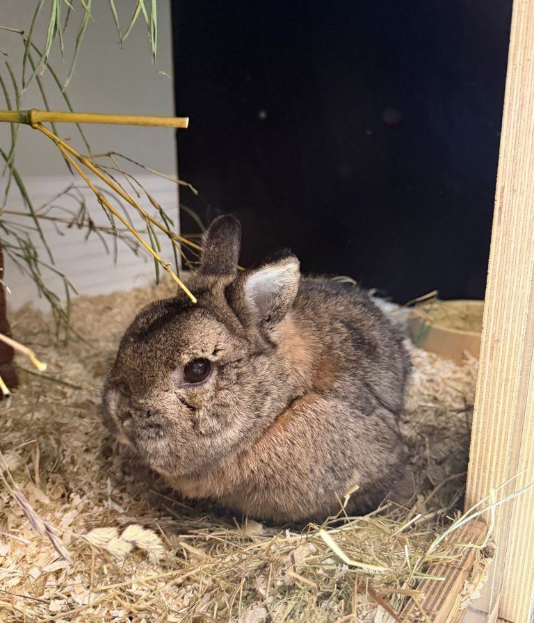 Tierecke, Tierschutzheim