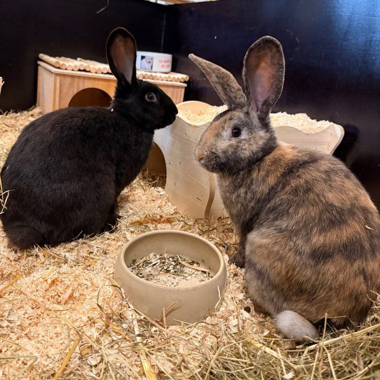 Tierecke, Tierschutzheim