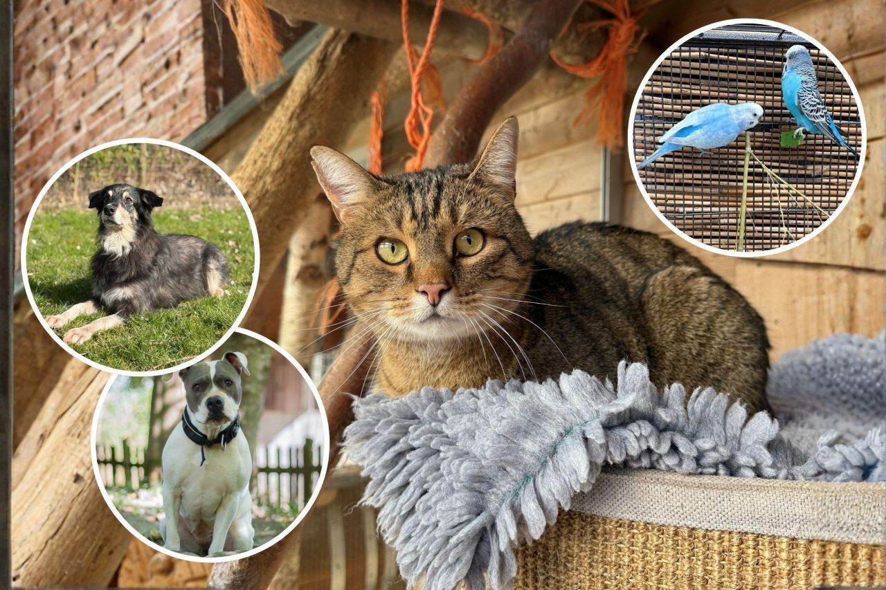 Ein Zuhause mit Herz