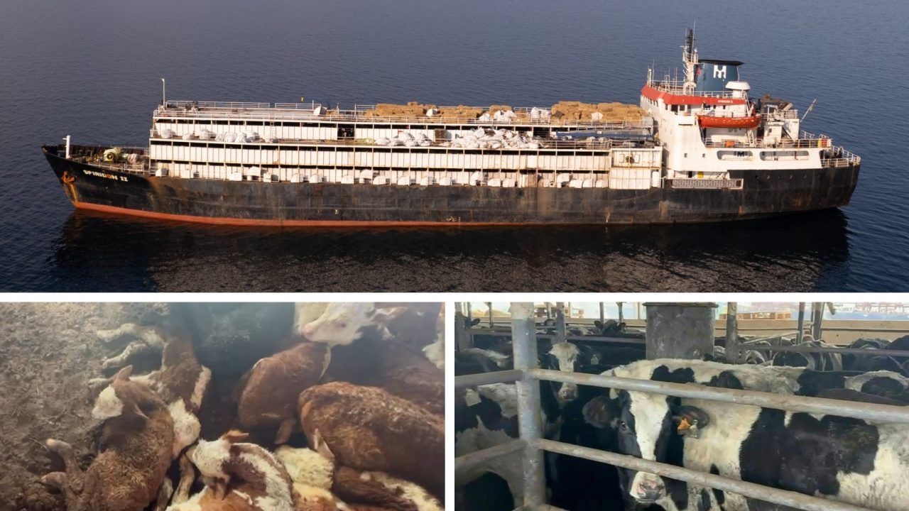 Vorarlberger Aktivisten lagen bei Horror-Schiff richtig