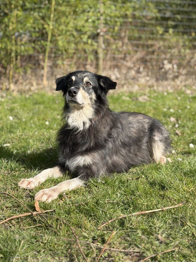 Tierecke, Tierschutzheim