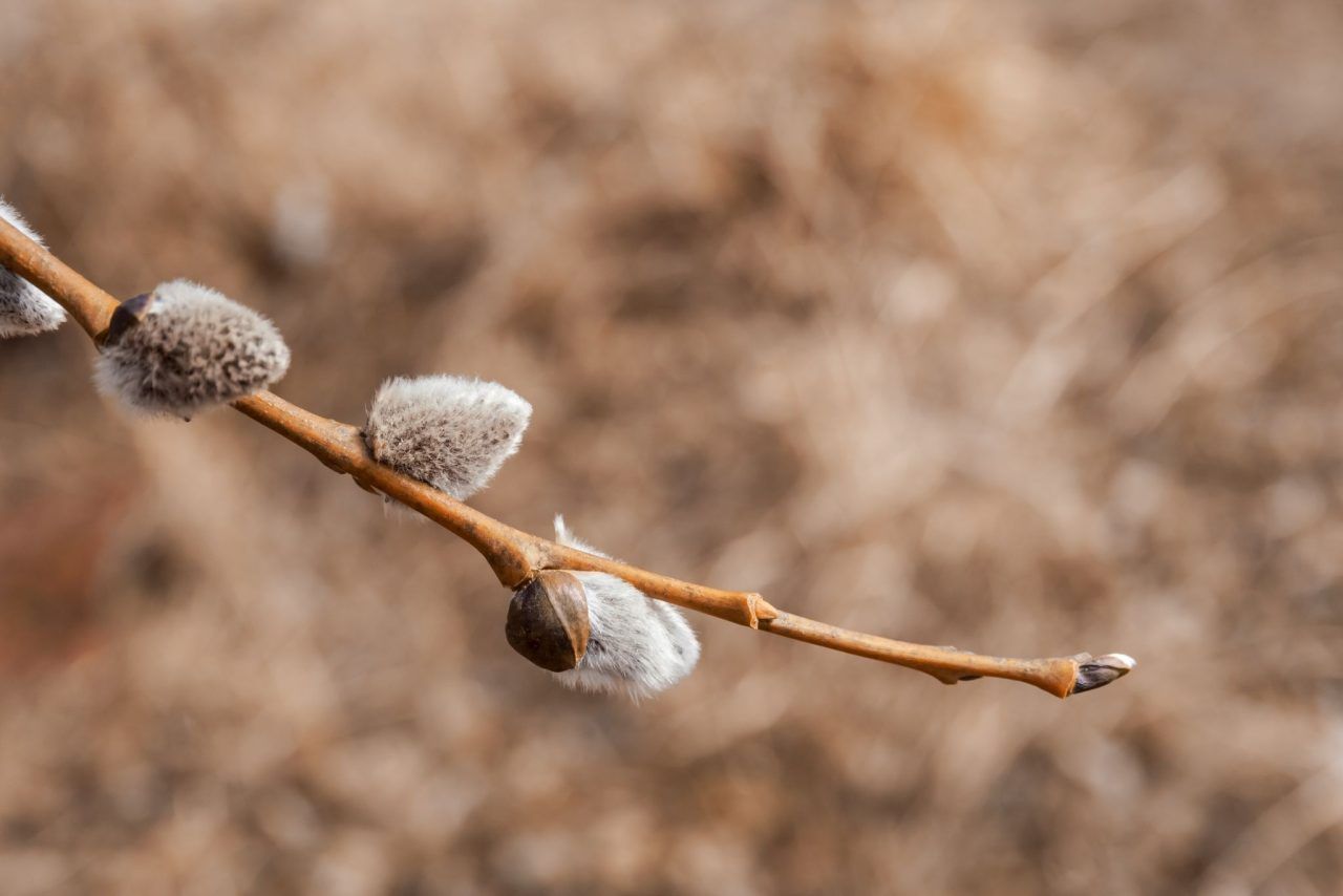 Palmsonntag – gegen Kriegstreiberei