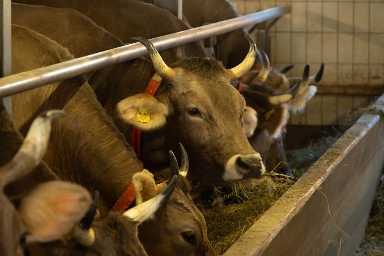 "Vorsichtige Entwarnung" zu früh? Mehrere Rinder diagnostisch getötet